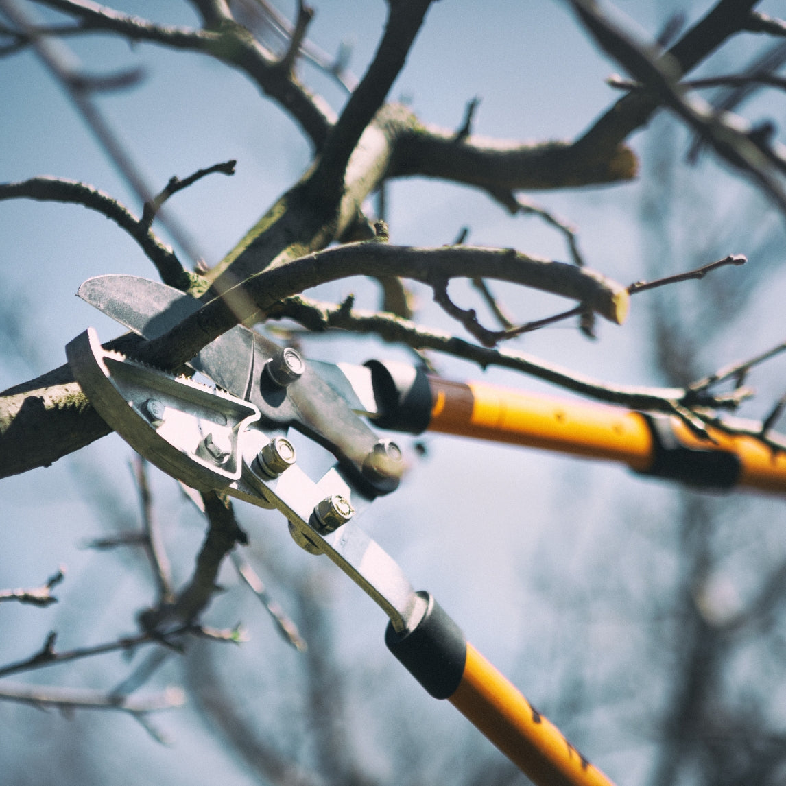 Winter Fruit Tree Pruning Workshop