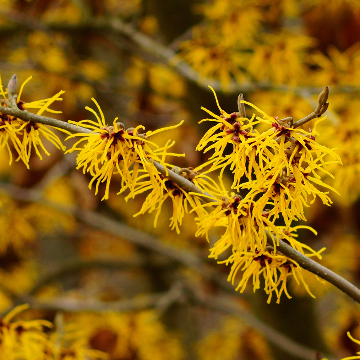 Spring Hazel Witch Hazel