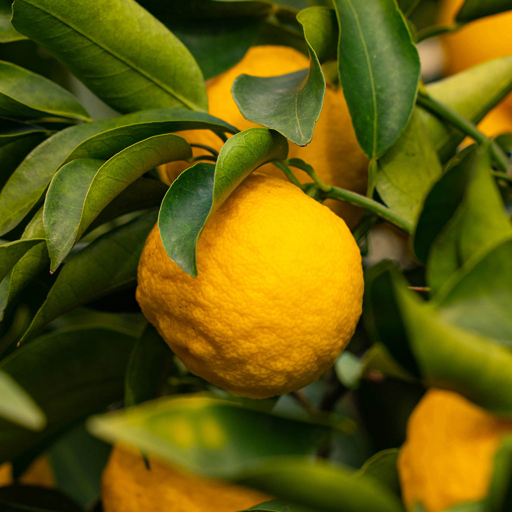 What Is Yuzu and How Do You Use It?