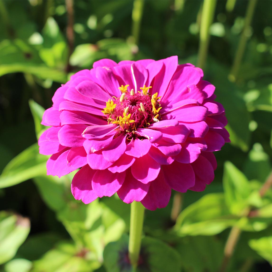 Zinnia 'Purple Prince'