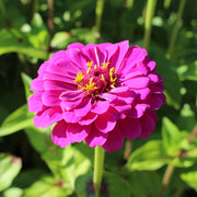 Zinnia 'Purple Prince'