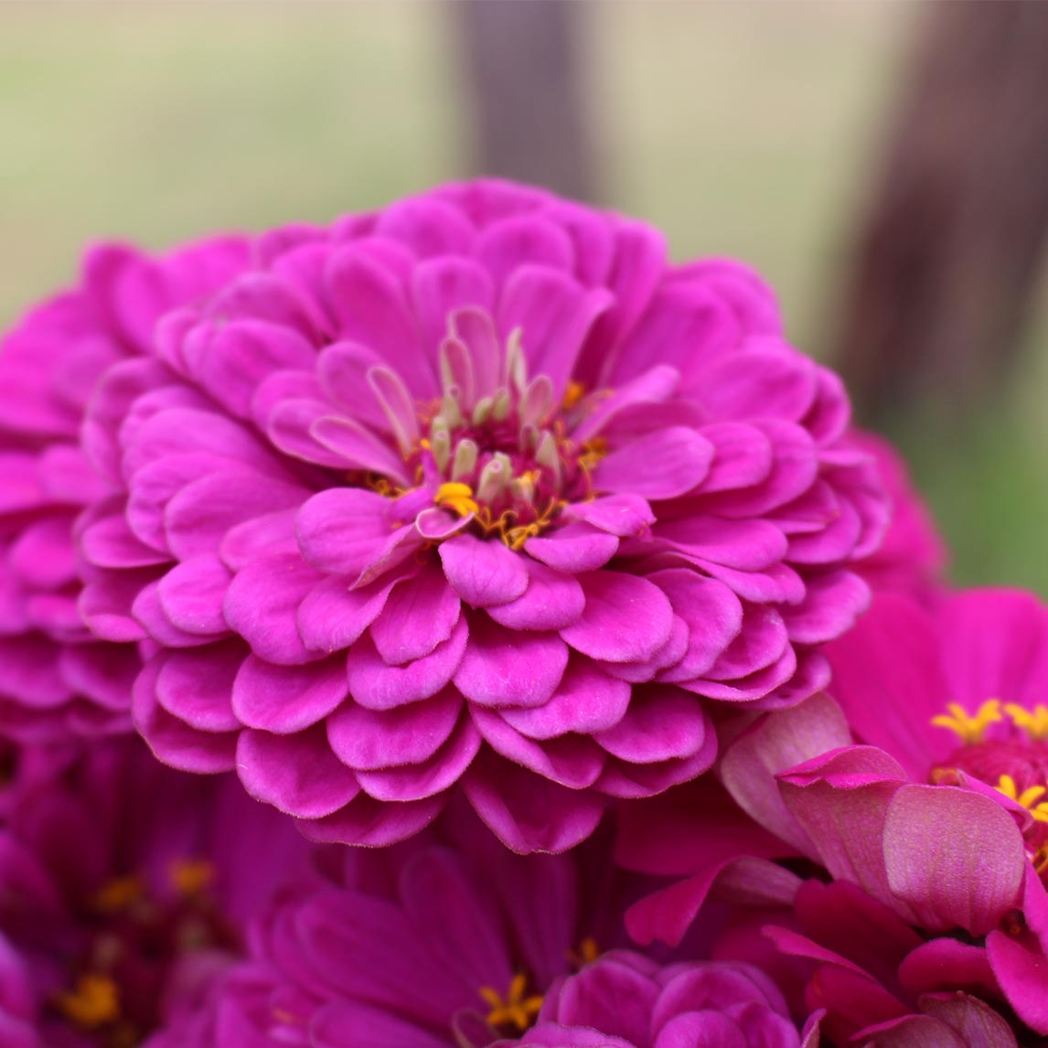 Zinnia 'Purple Prince'