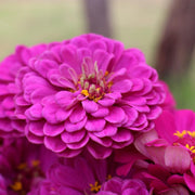 Zinnia 'Purple Prince'