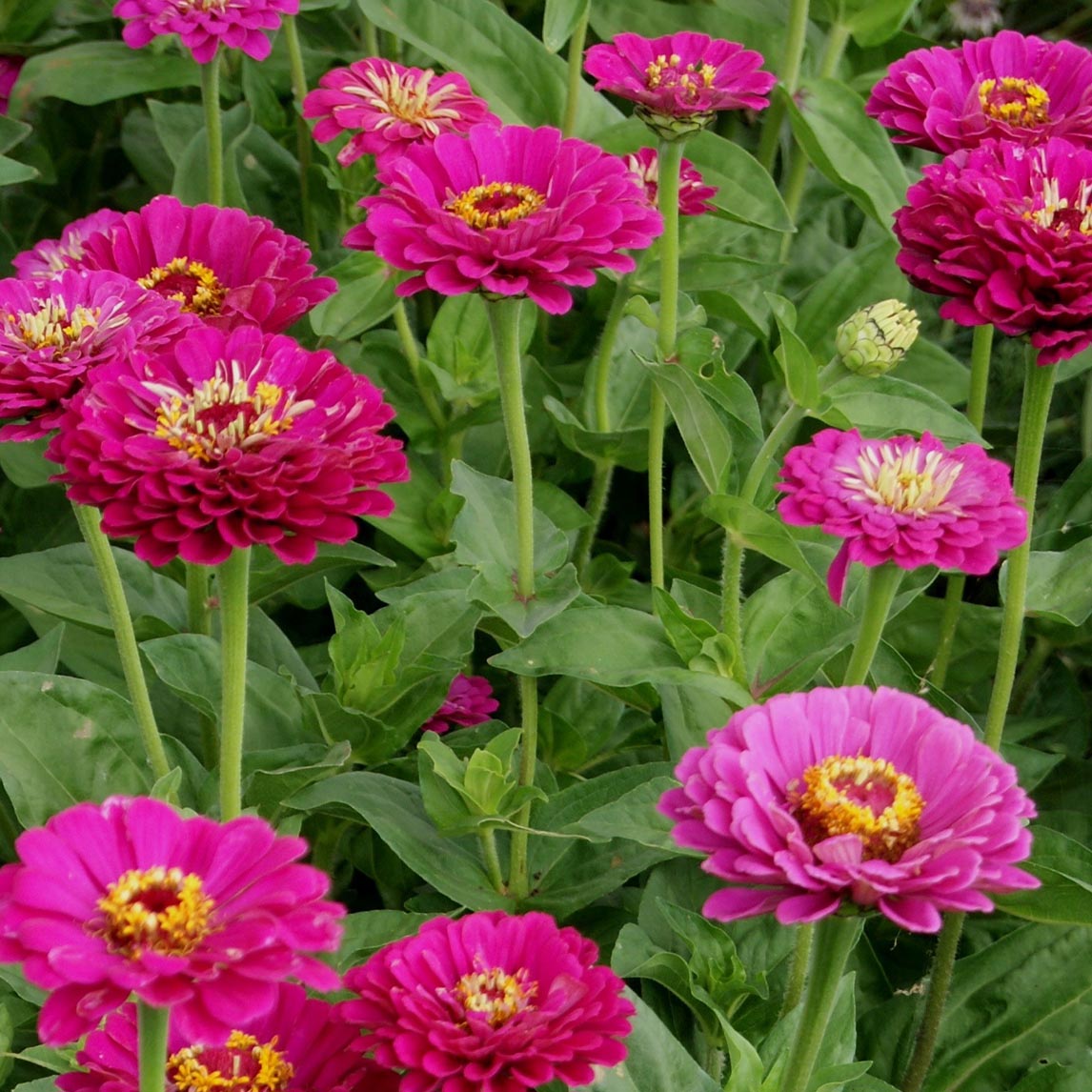 Zinnia 'Purple Prince'