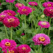 Zinnia 'Purple Prince'