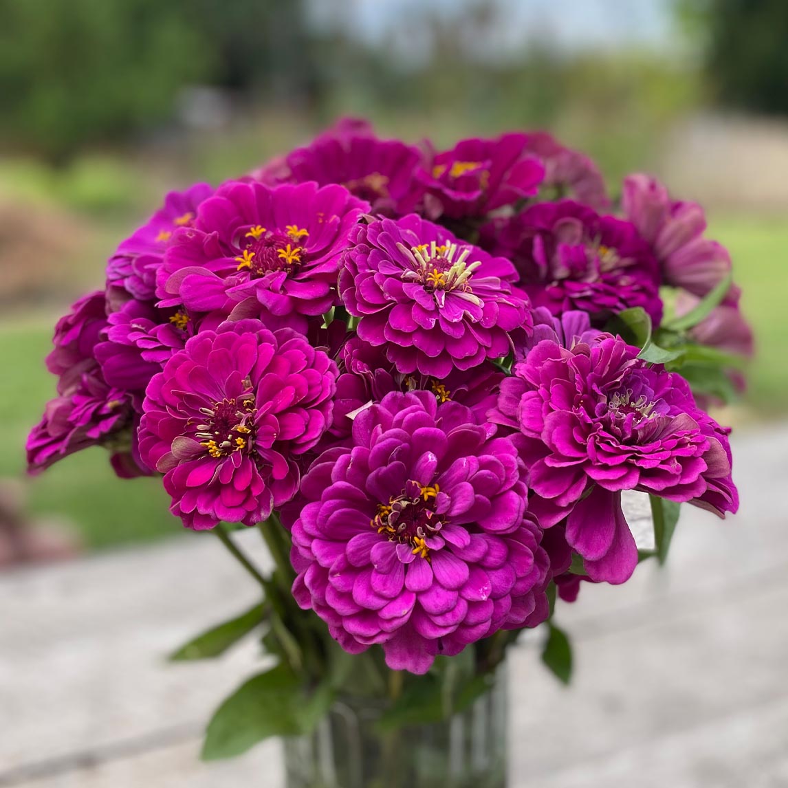 Zinnia &#39;Purple Prince&#39;