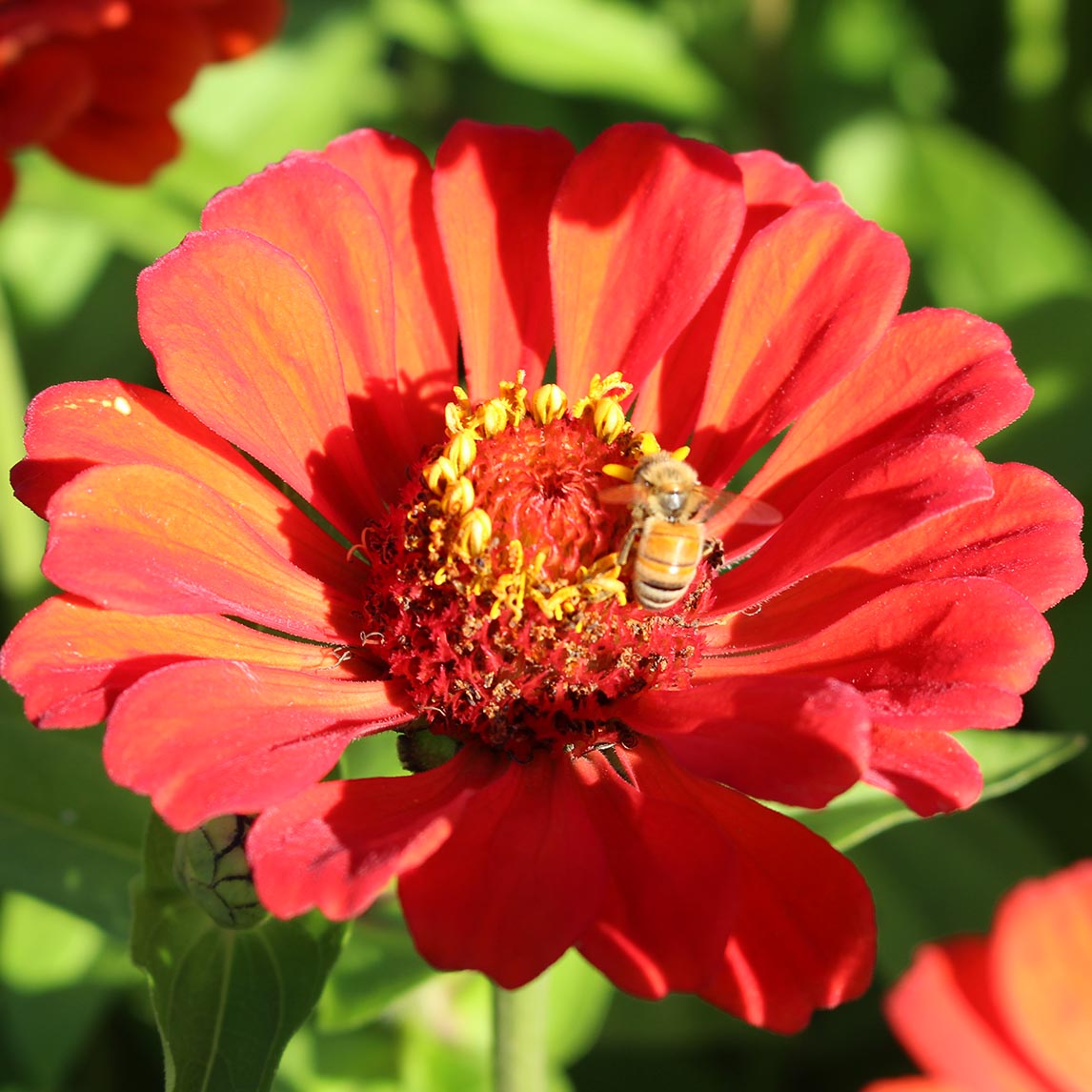 Zinnia 'Red Beauty' (Organic)
