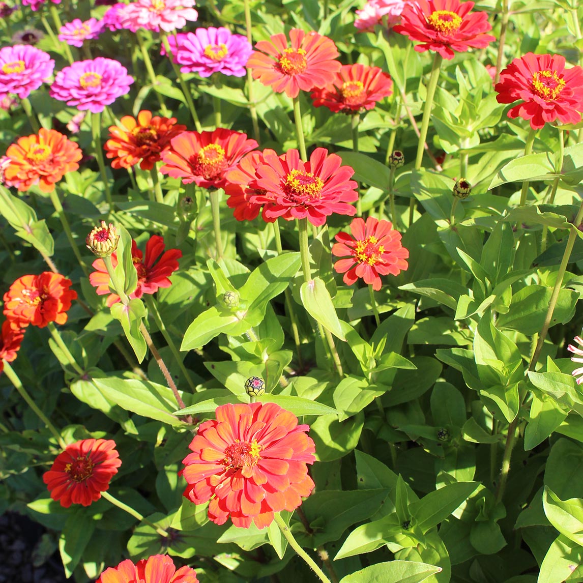 Zinnia 'Red Beauty' (Organic)