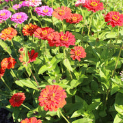 Zinnia 'Red Beauty' (Organic)