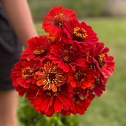 Zinnia 'Red Beauty' (Organic)
