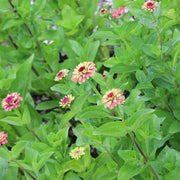 Zinnia 'Queen Red Lime'