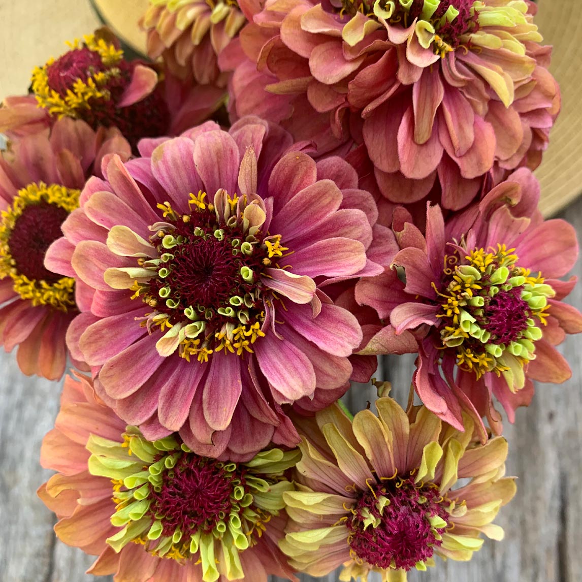 Zinnia &#39;Queen Red Lime&#39;