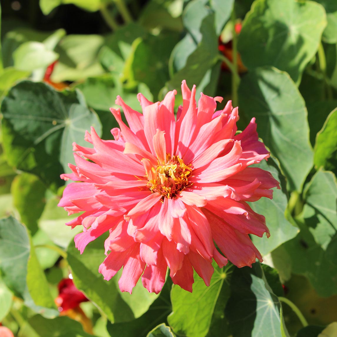 Zinnia &#39;Salmon Rose&#39;