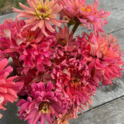 Zinnia 'Salmon Rose'