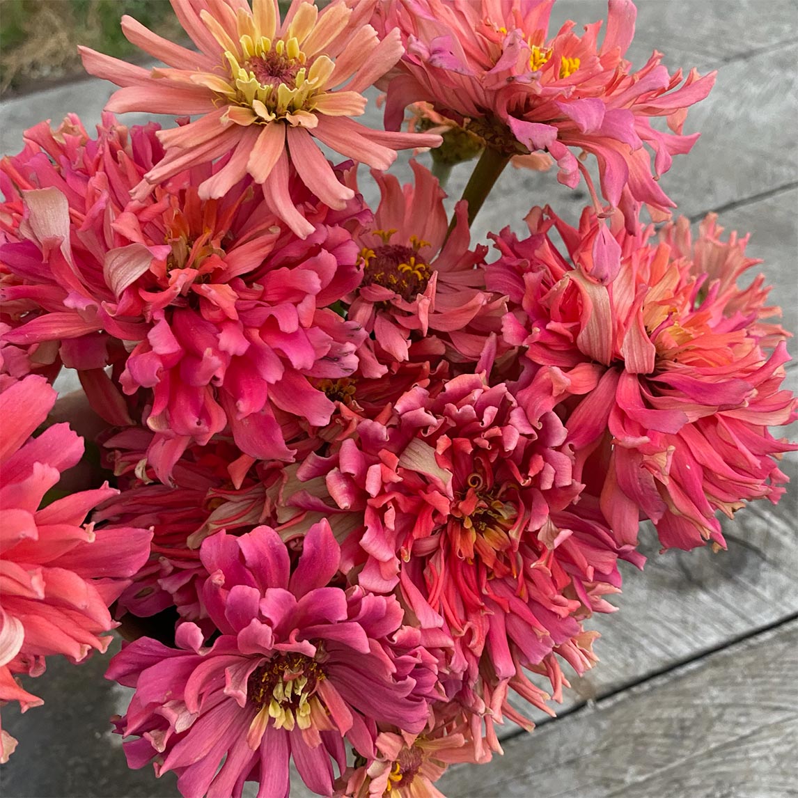 Zinnia &#39;Salmon Rose&#39;