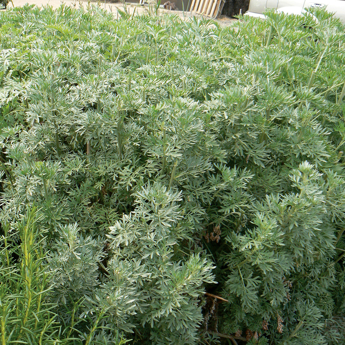 Absinthe Wormwood - The Diggers Club