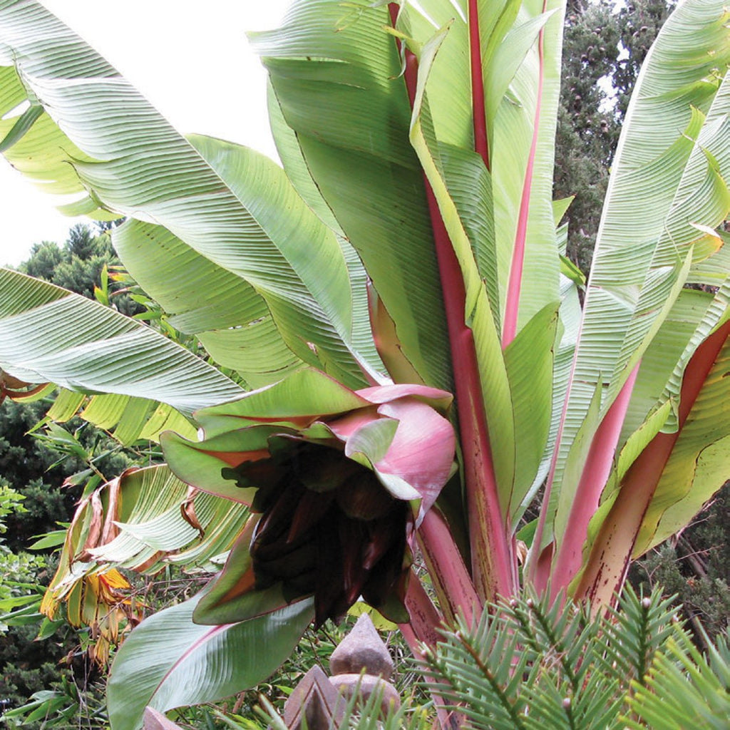 Red Abyssinian Banana Flower