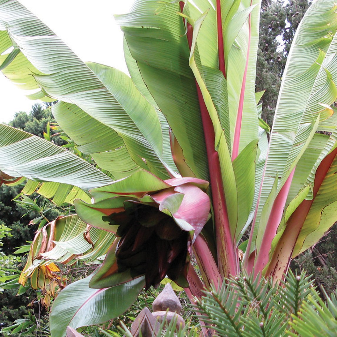 banana plant palm Abyssinian Banana
