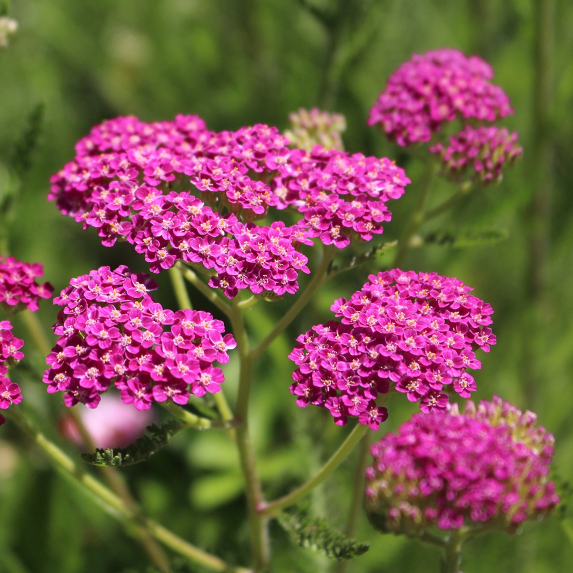 Achillea 'Cerise Queen'