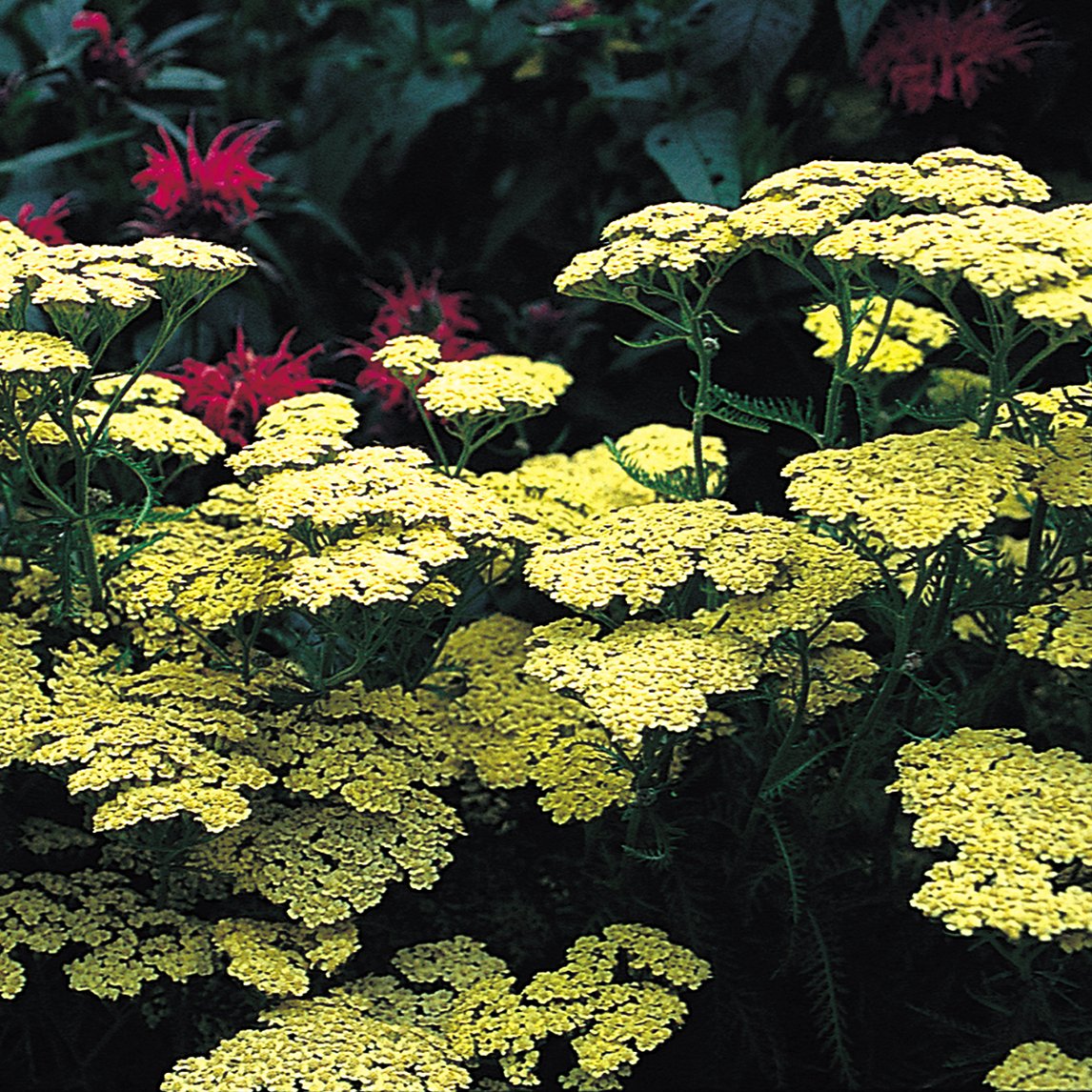 Achillea 'Moonshine'