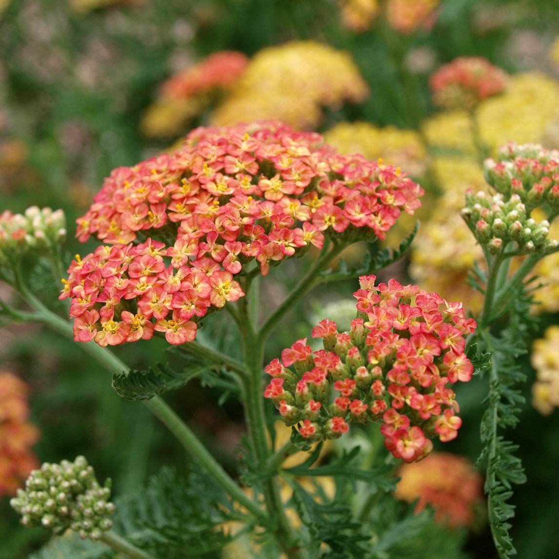Achillea 'Terracotta'