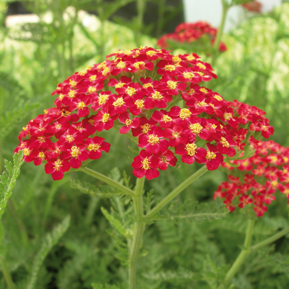 Achillea 'The Beacon'