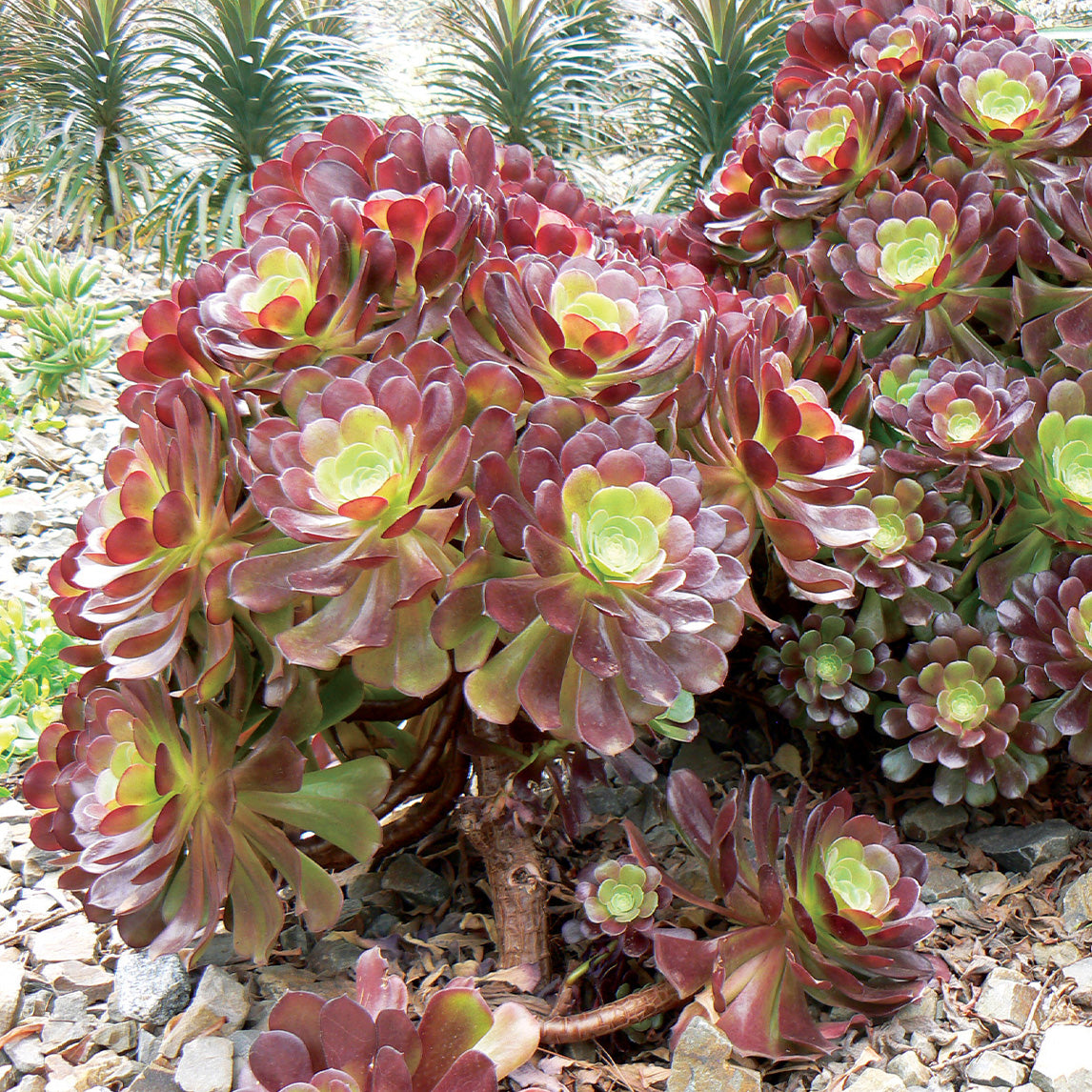 Aeonium 'Velour'