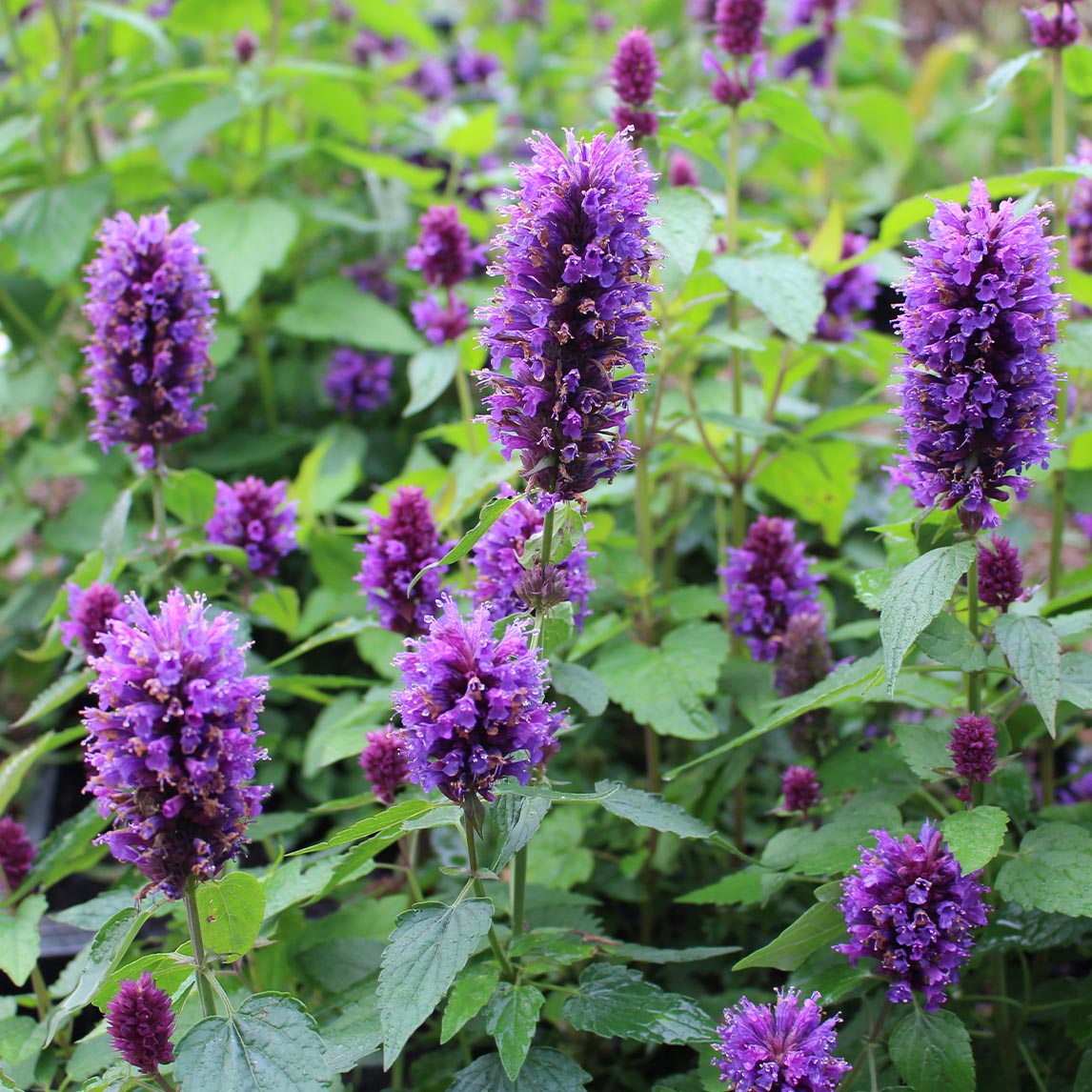 Agastache 'Blue Boa'