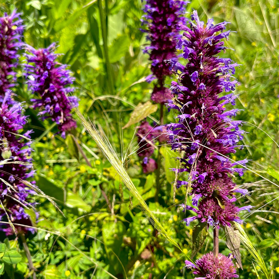 Agastache 'Blue Boa'