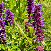 Agastache 'Blue Boa'