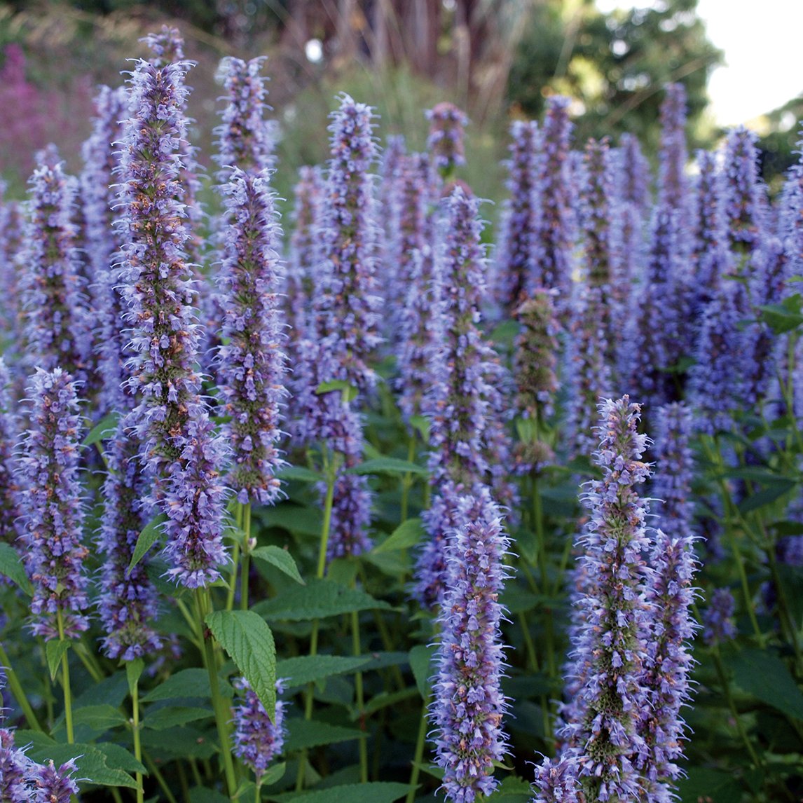 Agastache 'Licorice Blue'