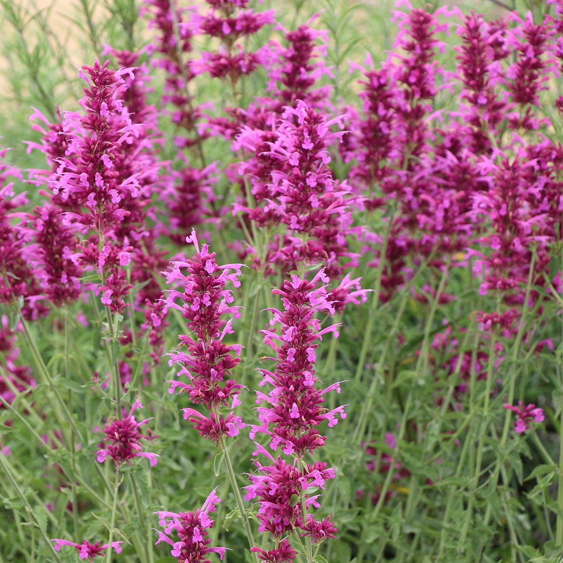 Agastache ‘Sweet Lili’