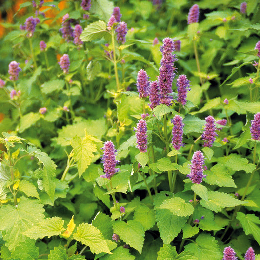 Agastache 'Golden Jubilee'