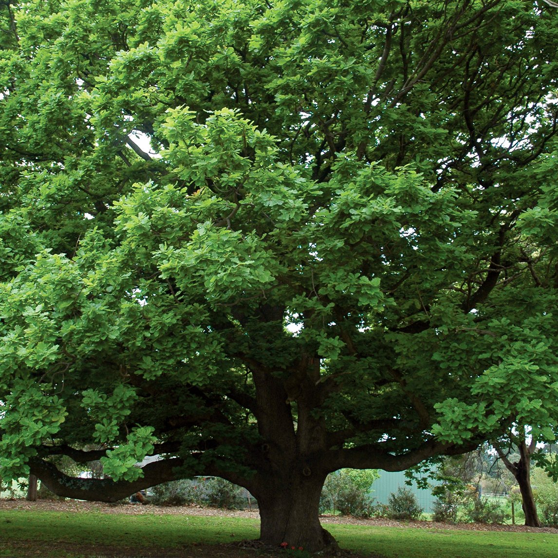 Algerian Oak