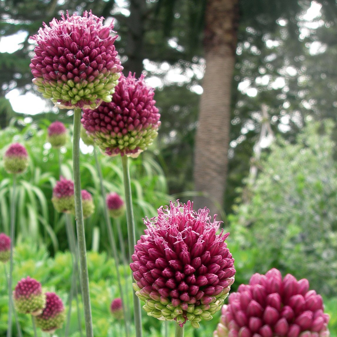 Drumstick Allium