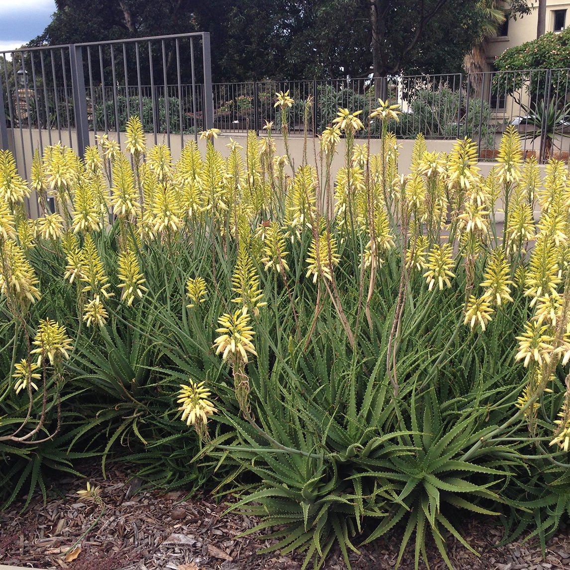 Aloe 'Bush Baby Yellow' Pbr