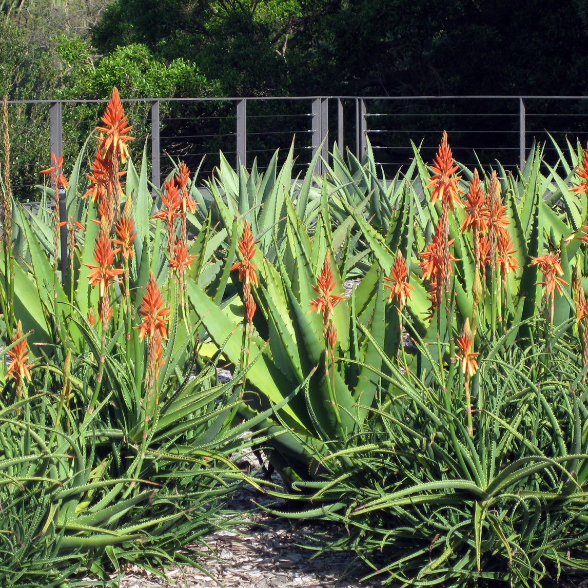Aloe &#39;Topaz&#39; Pbr