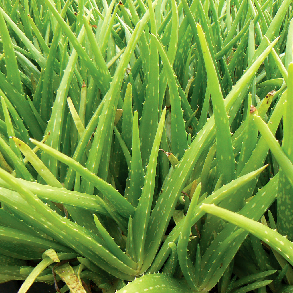 Aloe vera