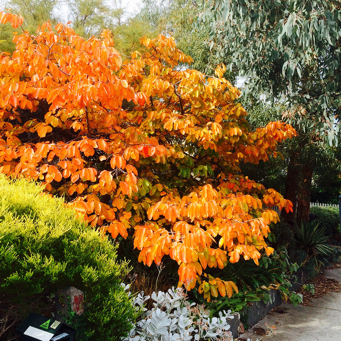 American Persimmon