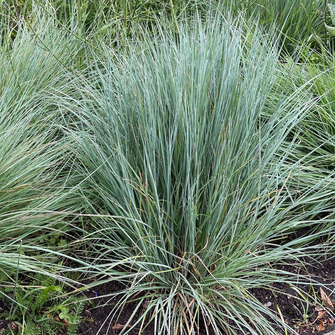 Andropogon &#39;Prairie Blues&#39;