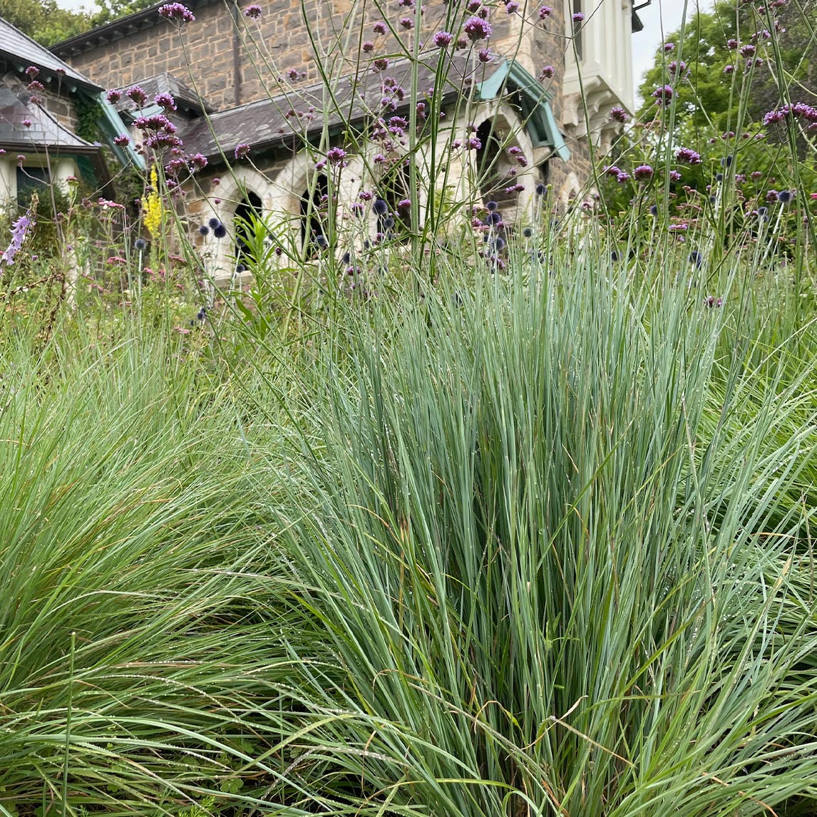Andropogon &#39;Prairie Blues&#39;