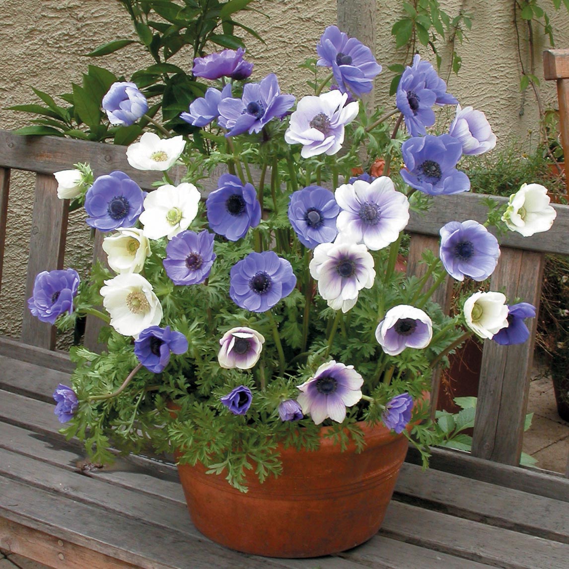 Anemone 'Diggers Seachange'