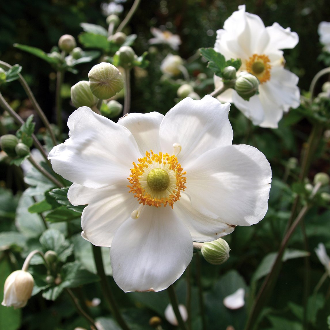 Anemone 'Honorine Jobert'