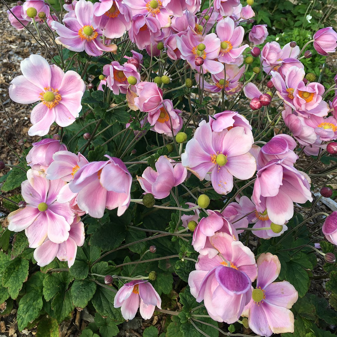 Anemone &#39;Queen Charlotte&#39;