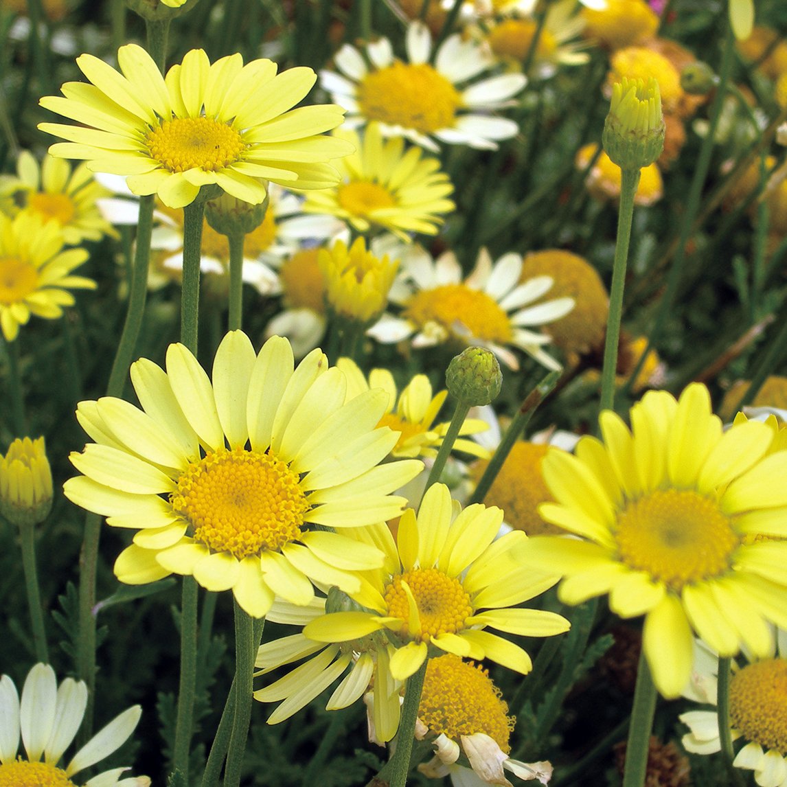 Anthemis &#39;E.C. Buxton&#39;