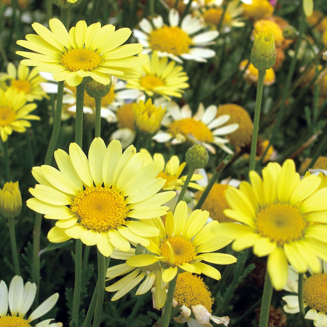 Anthemis 'E.C. Buxton'