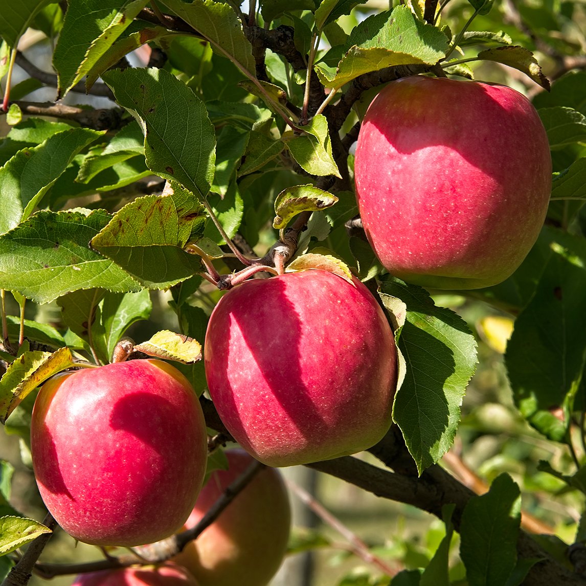 Dwarf Apple 'Cripps Pink'