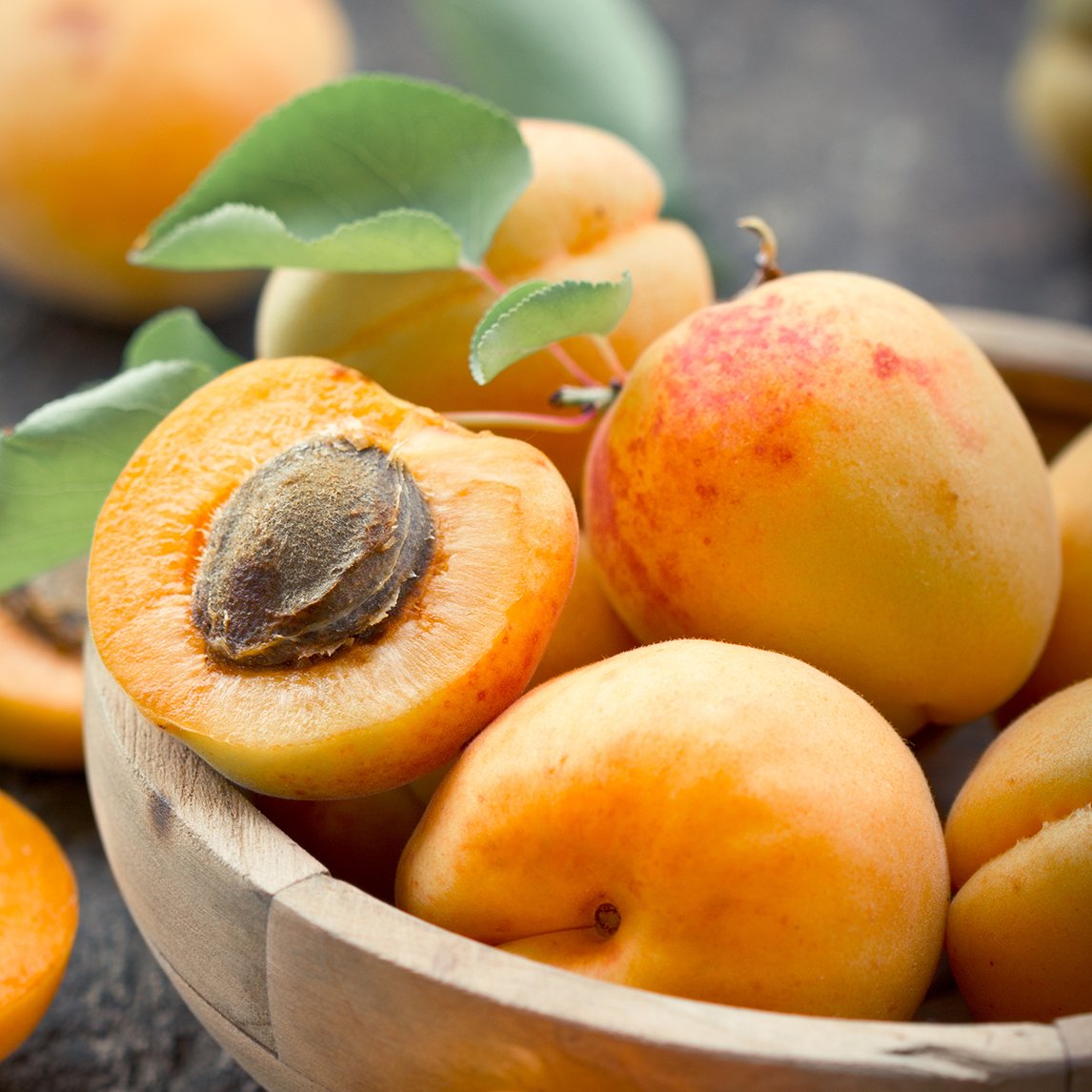Apricot 'Trevatt'