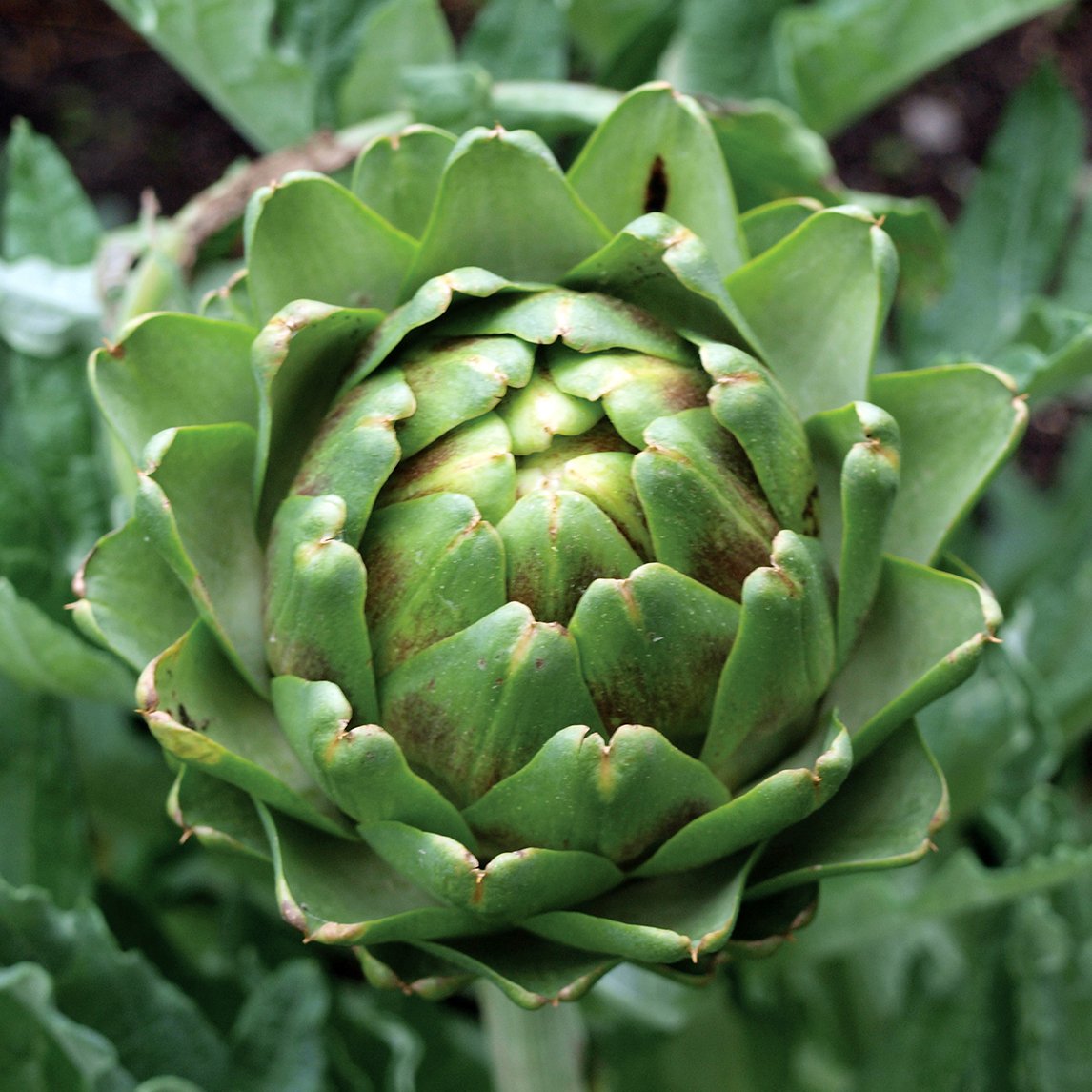 Artichoke 'Imperial Star' - Potted plant