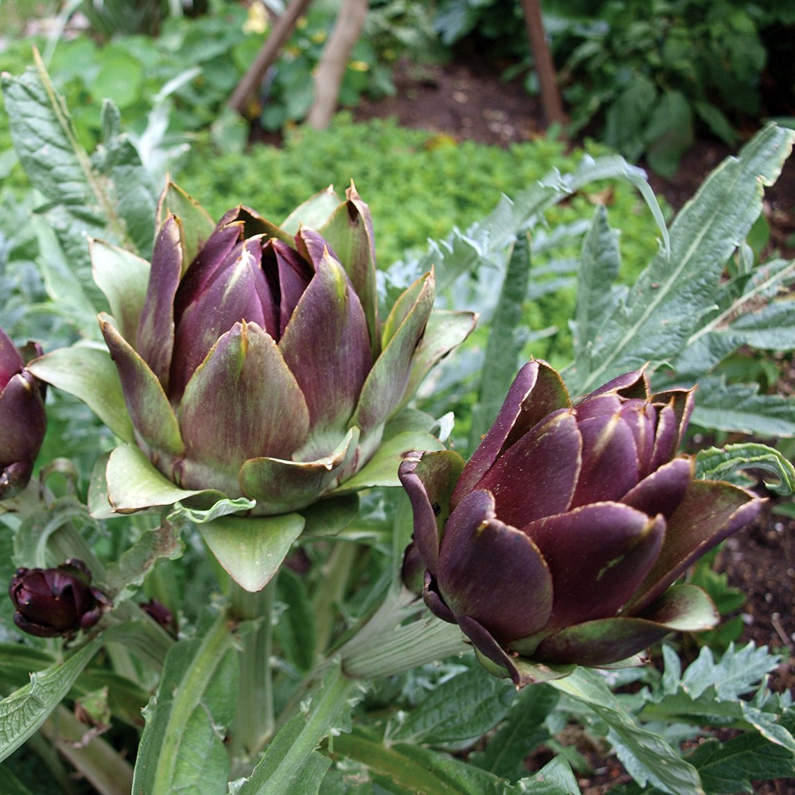 Globe Artichoke 'Violetta'